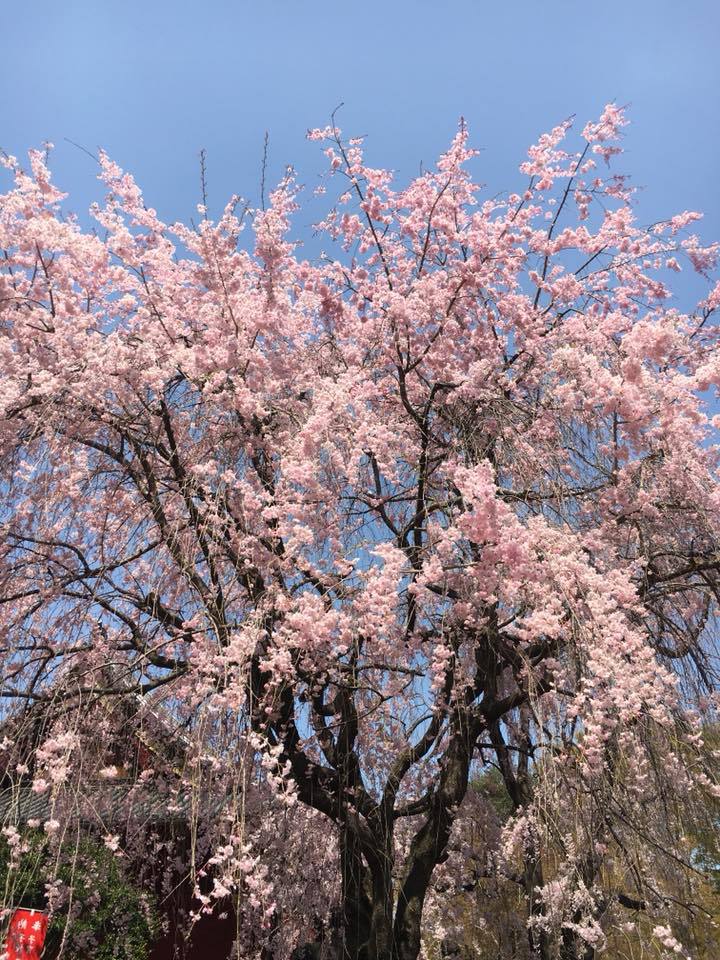 上野公園の桜2018