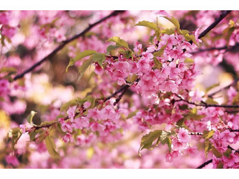 桜の画像