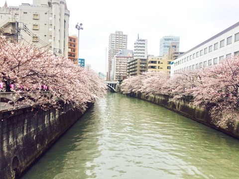 目黒川の桜祭り