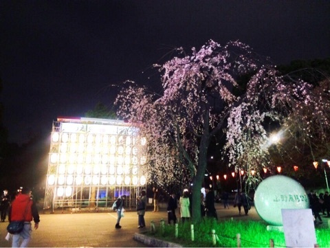 上野公園のお花見桜の様子