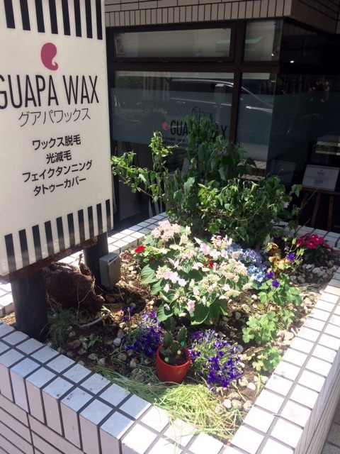 GUAPA WAX 花壇　紫陽花